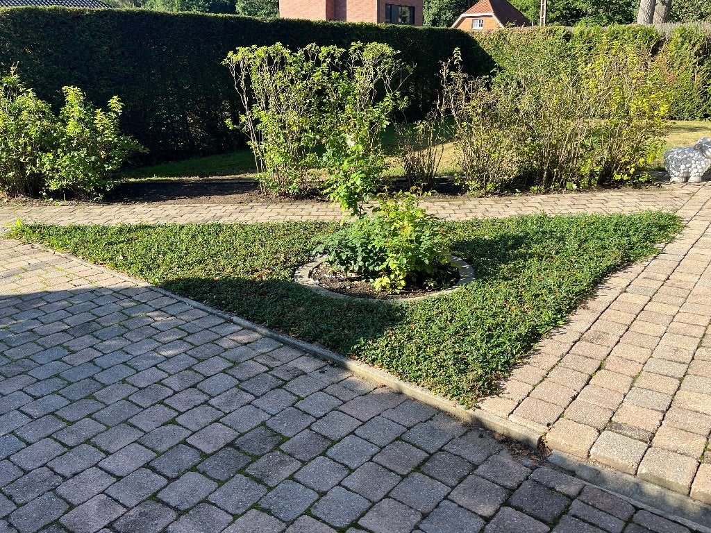 Gratis lage groenblijvende bodembedekker, Tuin en Terras, Ophalen