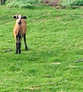 Kameroenschapen jonge ooien / ooien + lammetjes ram/ooi, Dieren en Toebehoren, Schaap, 0 tot 2 jaar