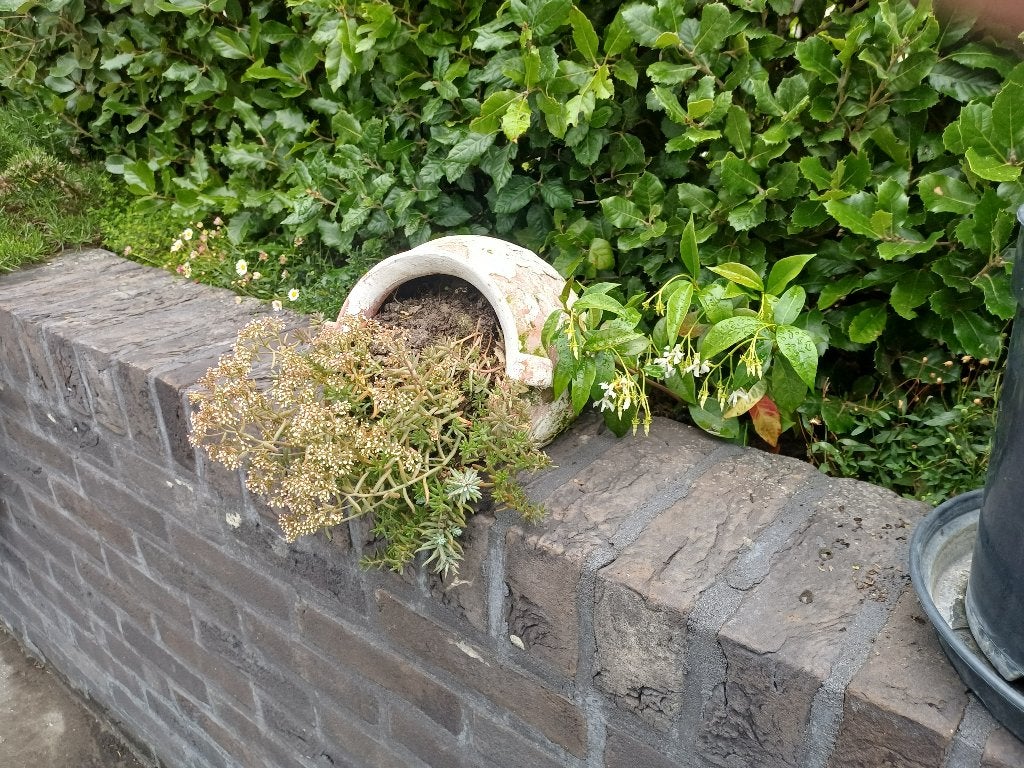 2 x hang of zetpot met vetplantjes ,   bloeien SOLDEN, Enlèvement