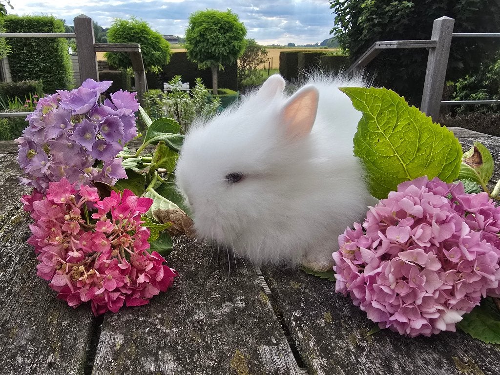 Teddie dwerg ram, Dieren en Toebehoren, Dwerg