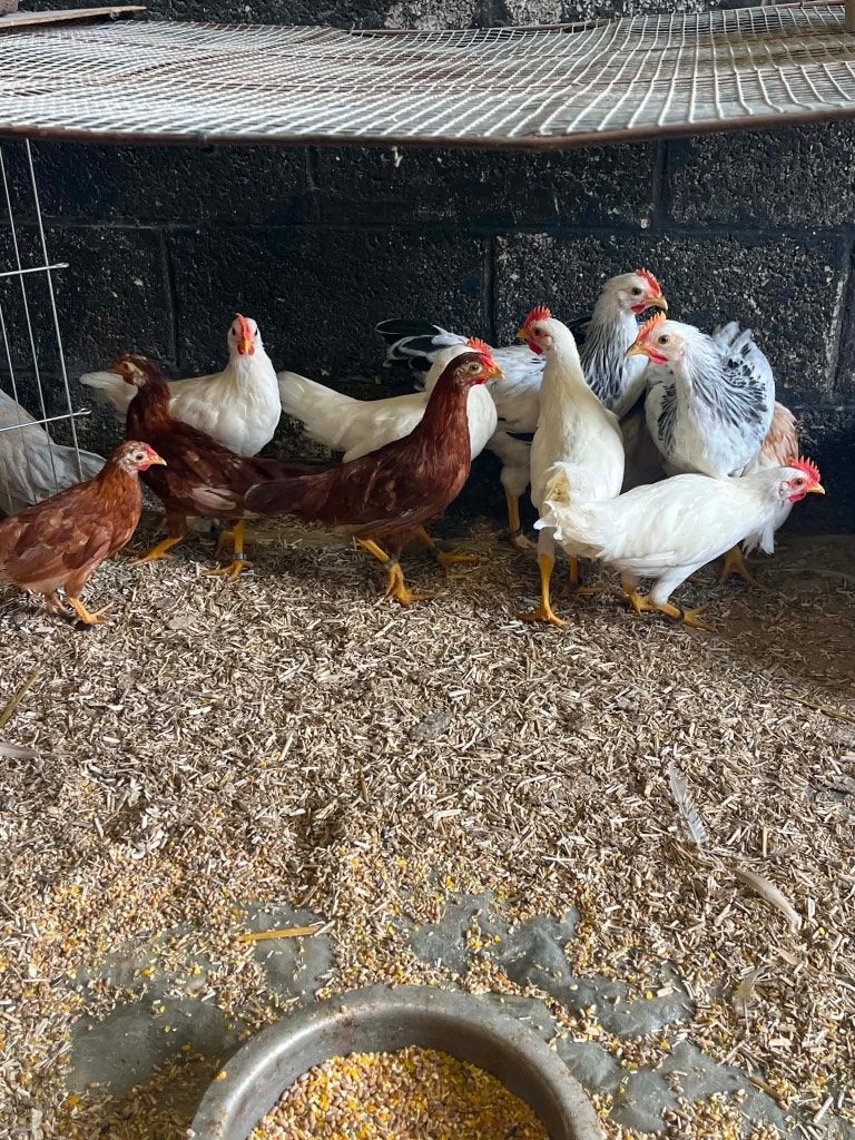 DWERG- EN GROTE LEGHORNHANEN, Dieren en Toebehoren, Pluimvee, Mannelijk, Kip
