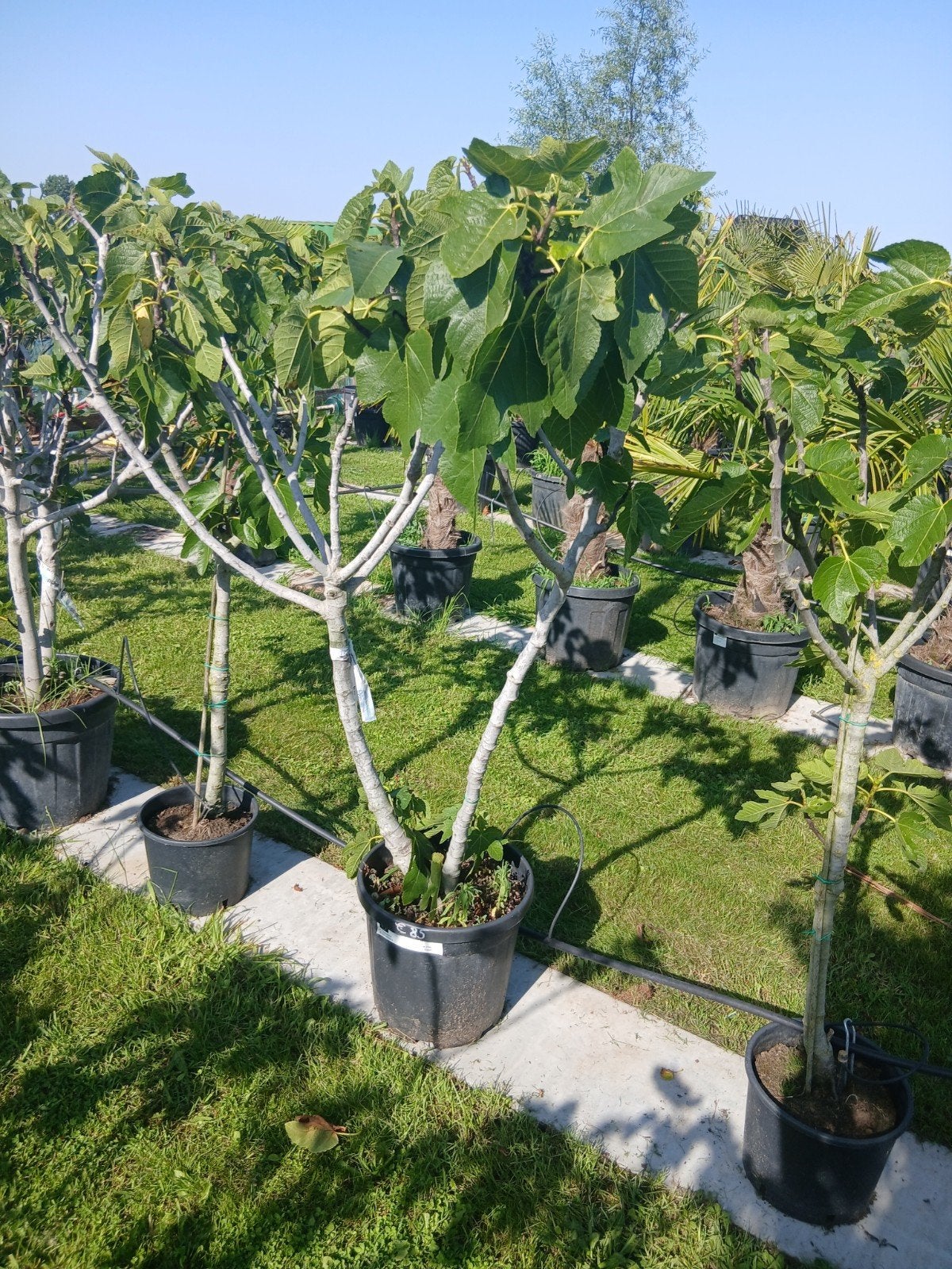 ‼️vijgenbomen aan promoprijzen ‼️, Tuin en Terras, Ophalen