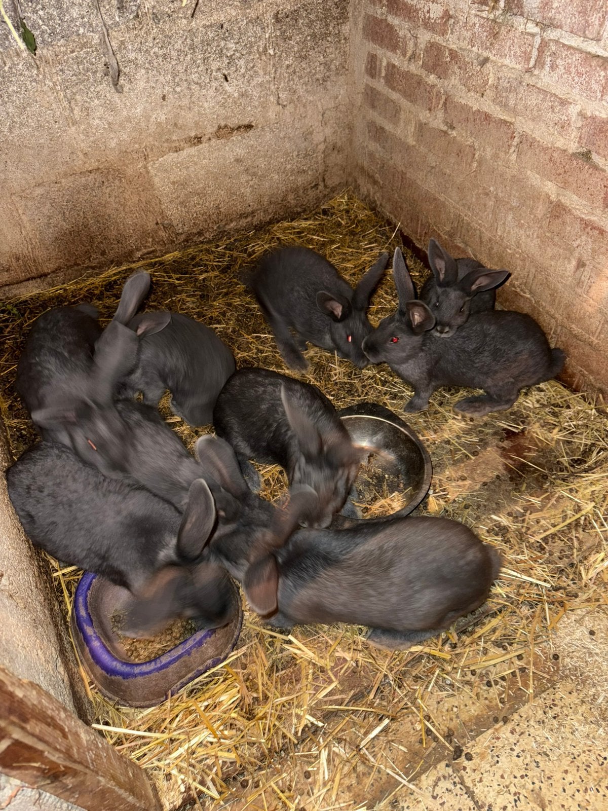 Konijnen 8 weken, Animaux & Accessoires, 0 à 2 ans