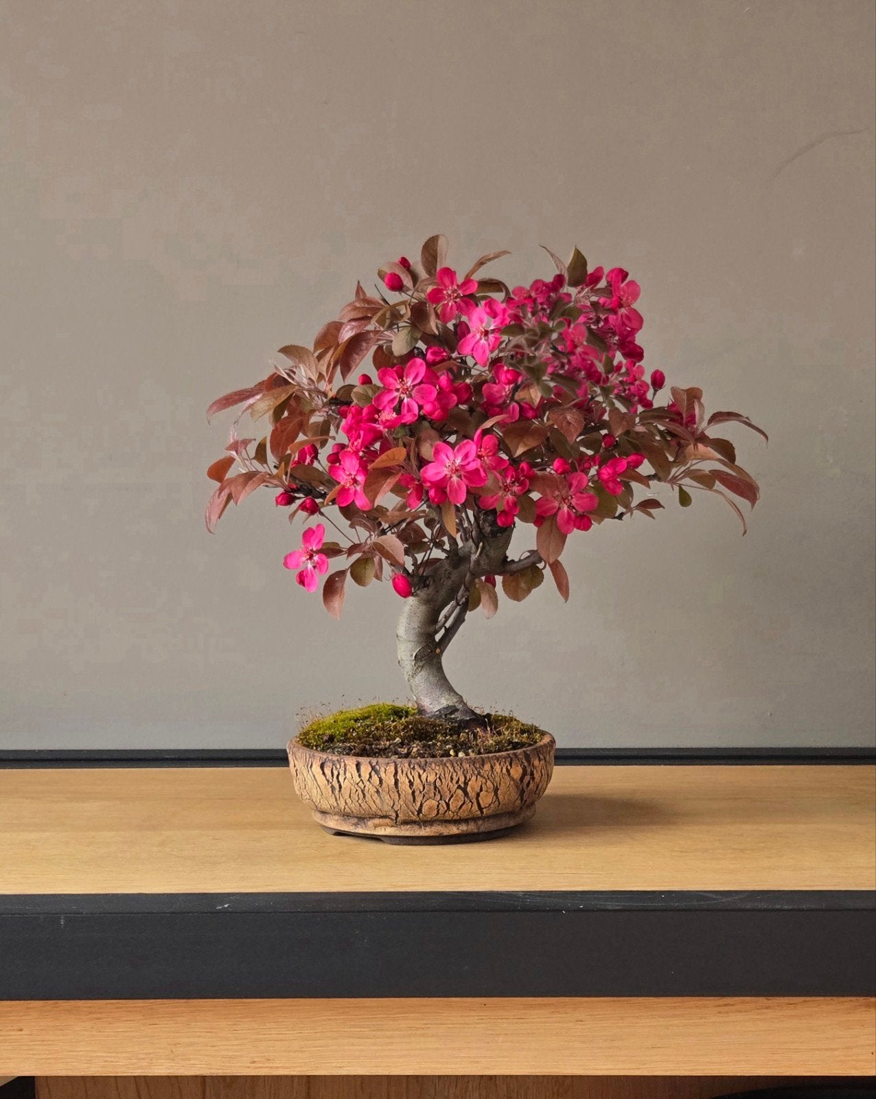 prachtige sierappel-bonsai boom, ca 21 jaar oud., Tuin en Terras, Planten | Bomen, Ophalen