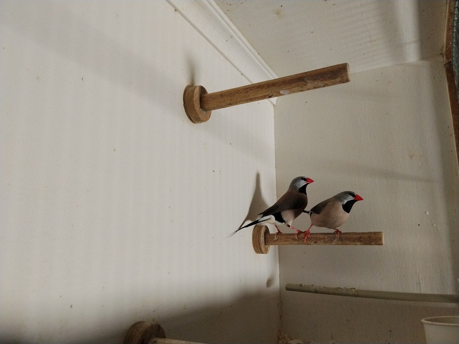 2 spitsstaartamadine man, Dieren en Toebehoren, Vogels | Overige Vogels, Mannelijk, Tropenvogel