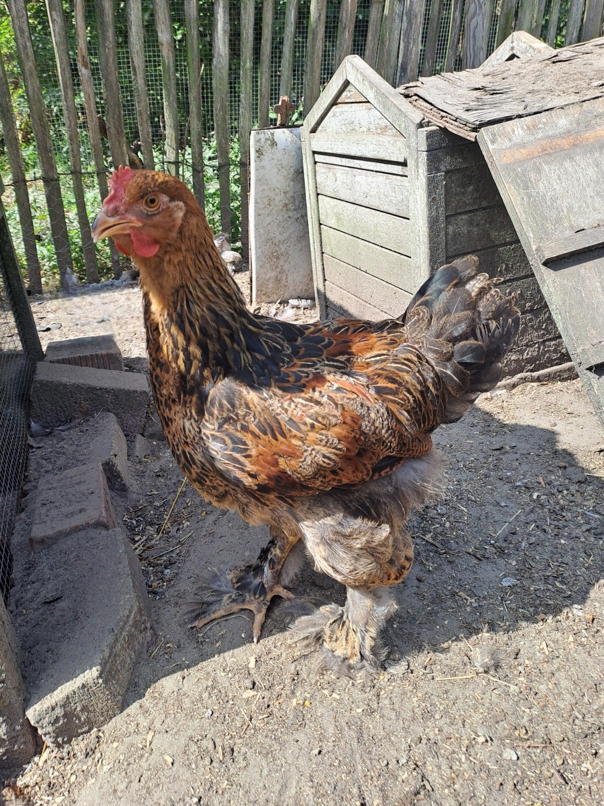 Brahma hanen, Dieren en Toebehoren, Pluimvee