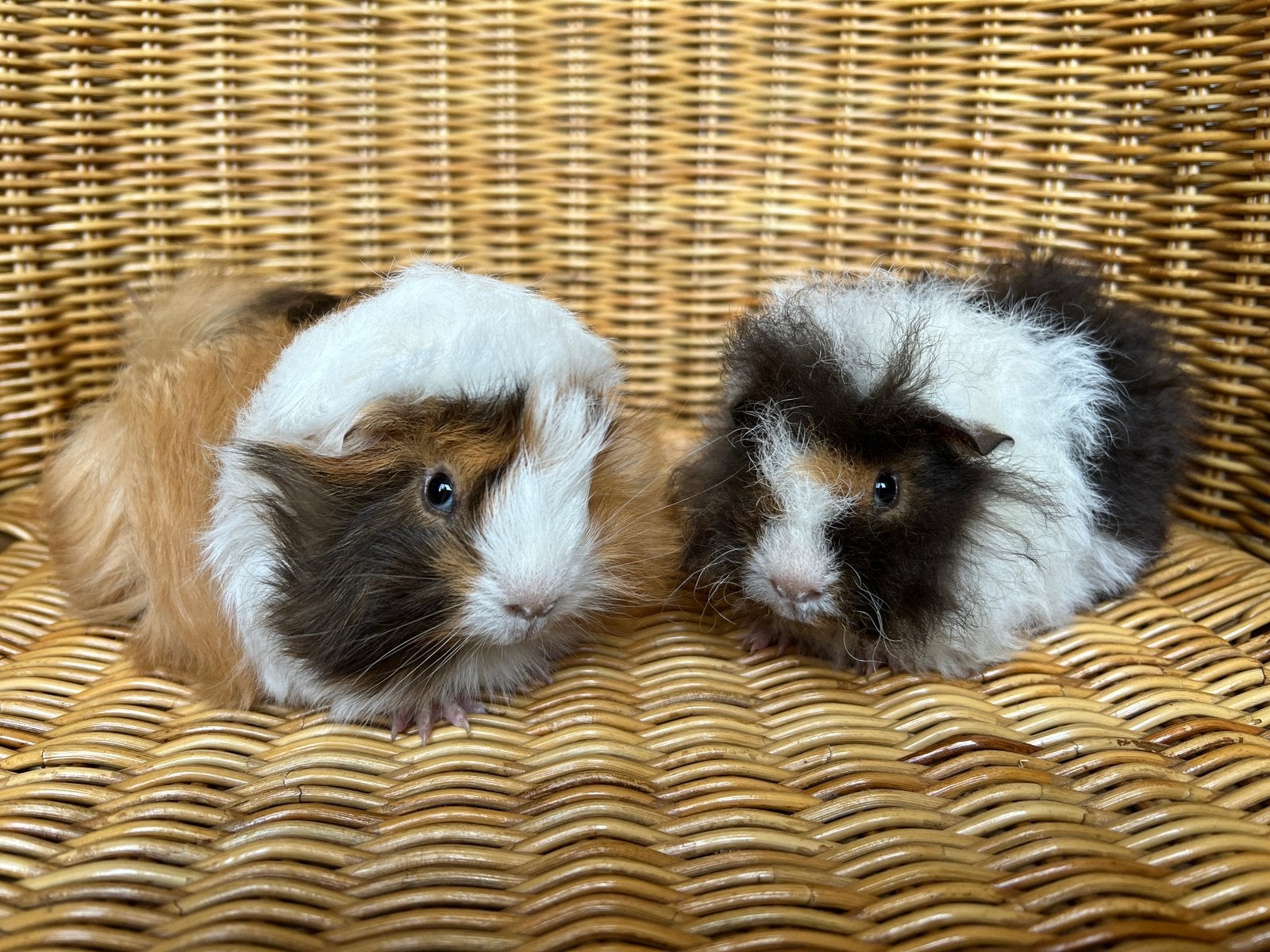Twee hele mooie en lieve cavia broertjes, peruvian en alpaca, Cavia, Mannelijk, Juli, Tam