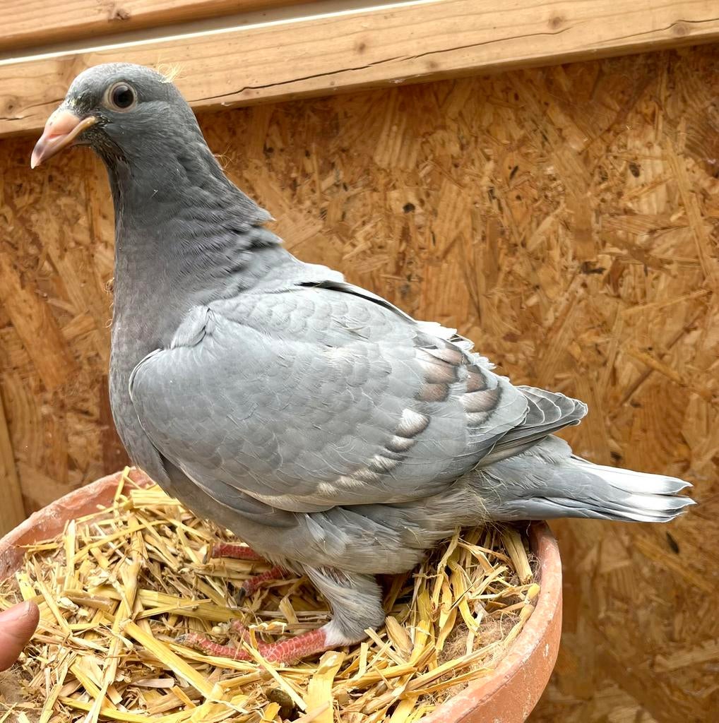 Jonge kleurpostduif, Dieren en Toebehoren, Vogels | Duiven, Postduif