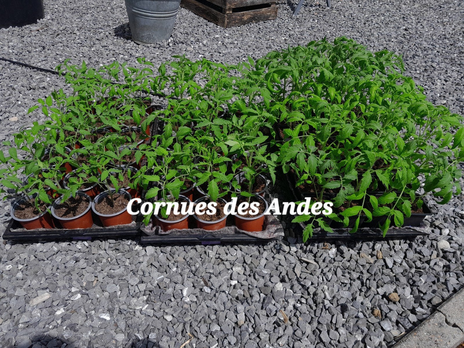 Plants de tomates, Ophalen