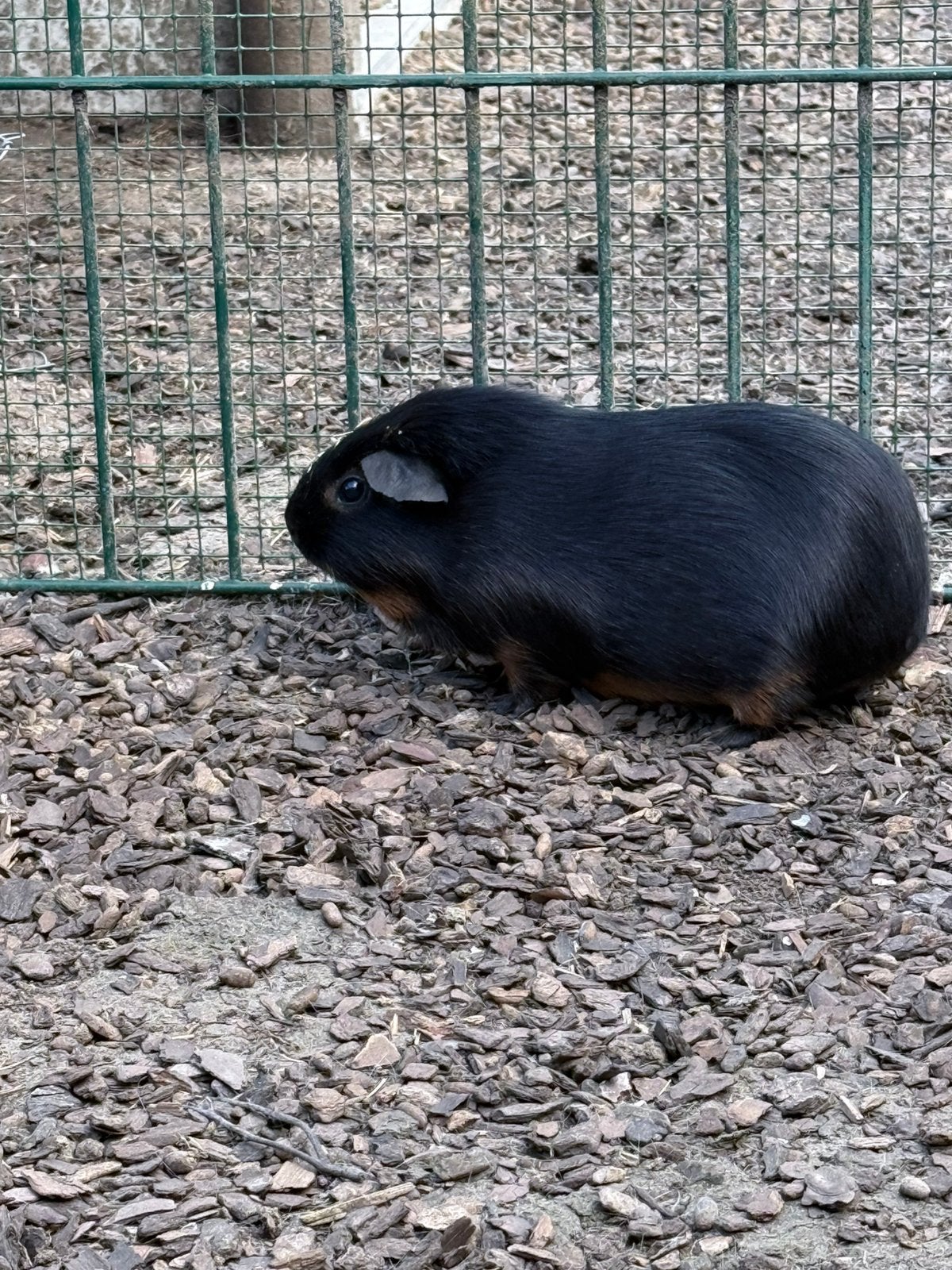 Zeugje te koop!, Dieren en Toebehoren, Maart, Vrouwelijk, Cavia