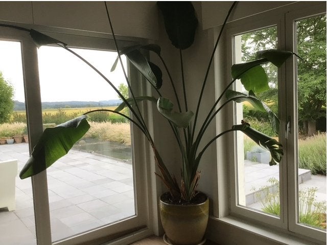 grote plant met pot, Tuin en Terras, Ophalen, Vaste plant, Overige soorten
