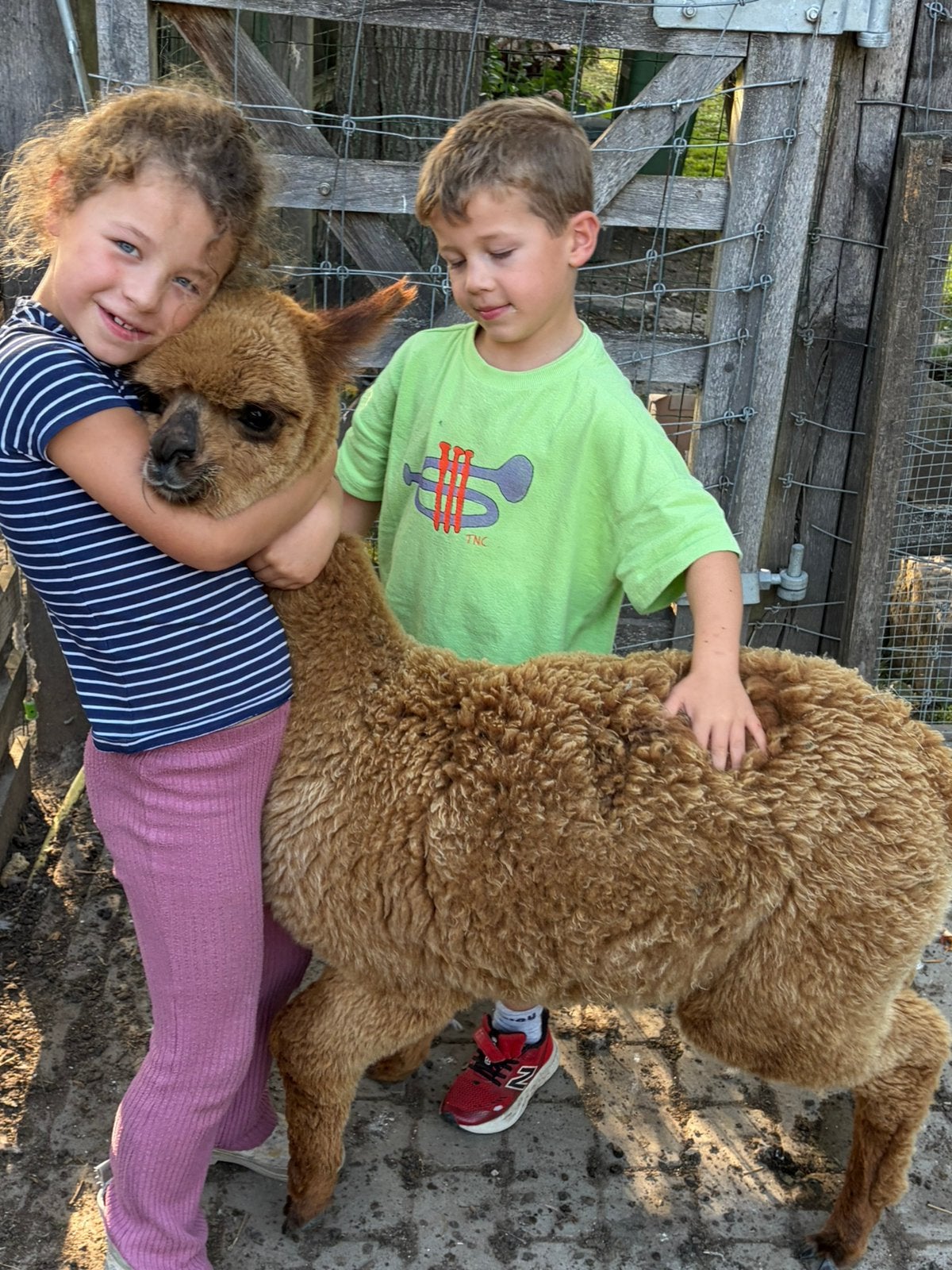 alpaca merrie Maria, Mai, Femelle