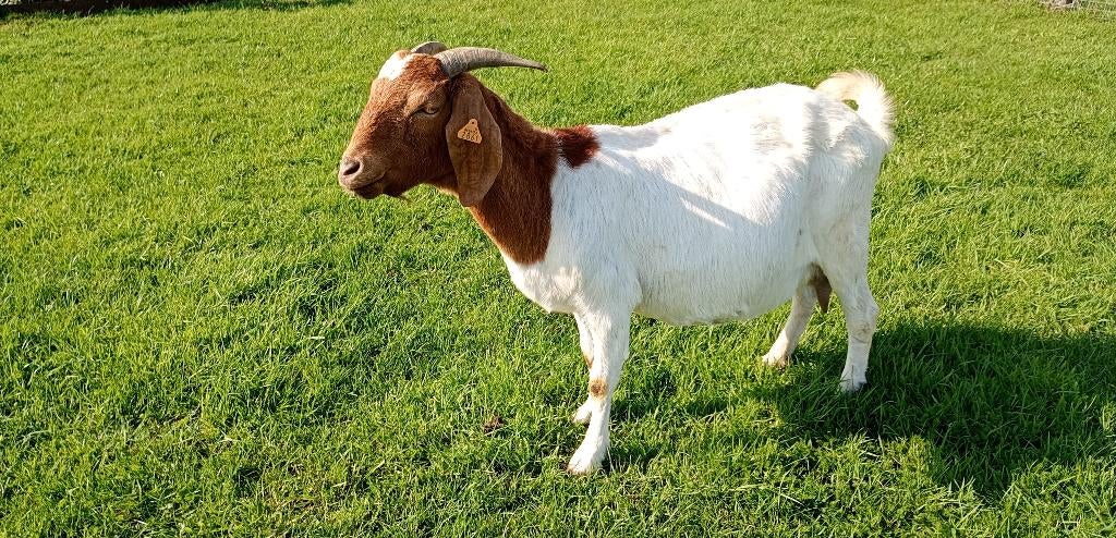 Boergeit met stamboek, Dieren en Toebehoren, Schapen, Geiten en Varkens, Vrouwelijk, Geit, 3 tot 5 jaar