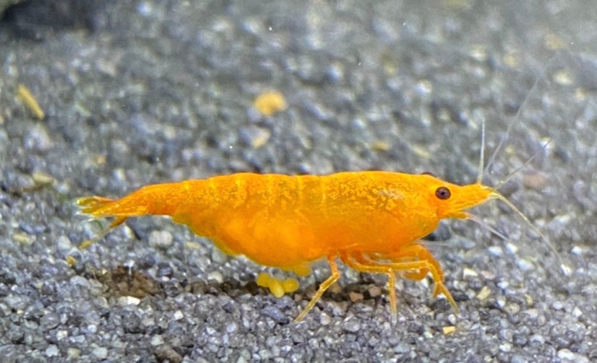 Orange sunkiss garnalen, Dieren en Toebehoren