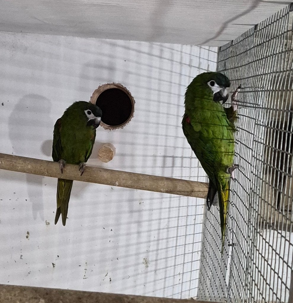 Couple reproducteur ara noble, Animaux & Accessoires, Bagué