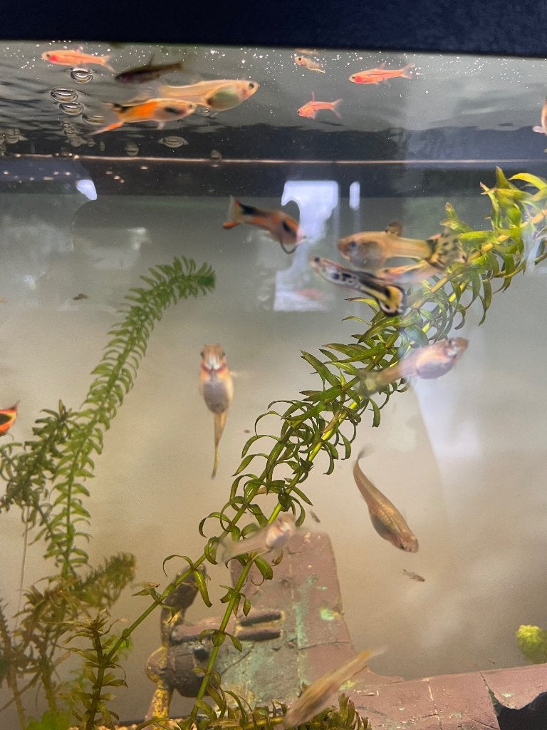 Guppy’s, Animaux & Accessoires, Poissons | Poissons d'aquarium, Poisson, Poisson d'eau douce, Banc de poissons