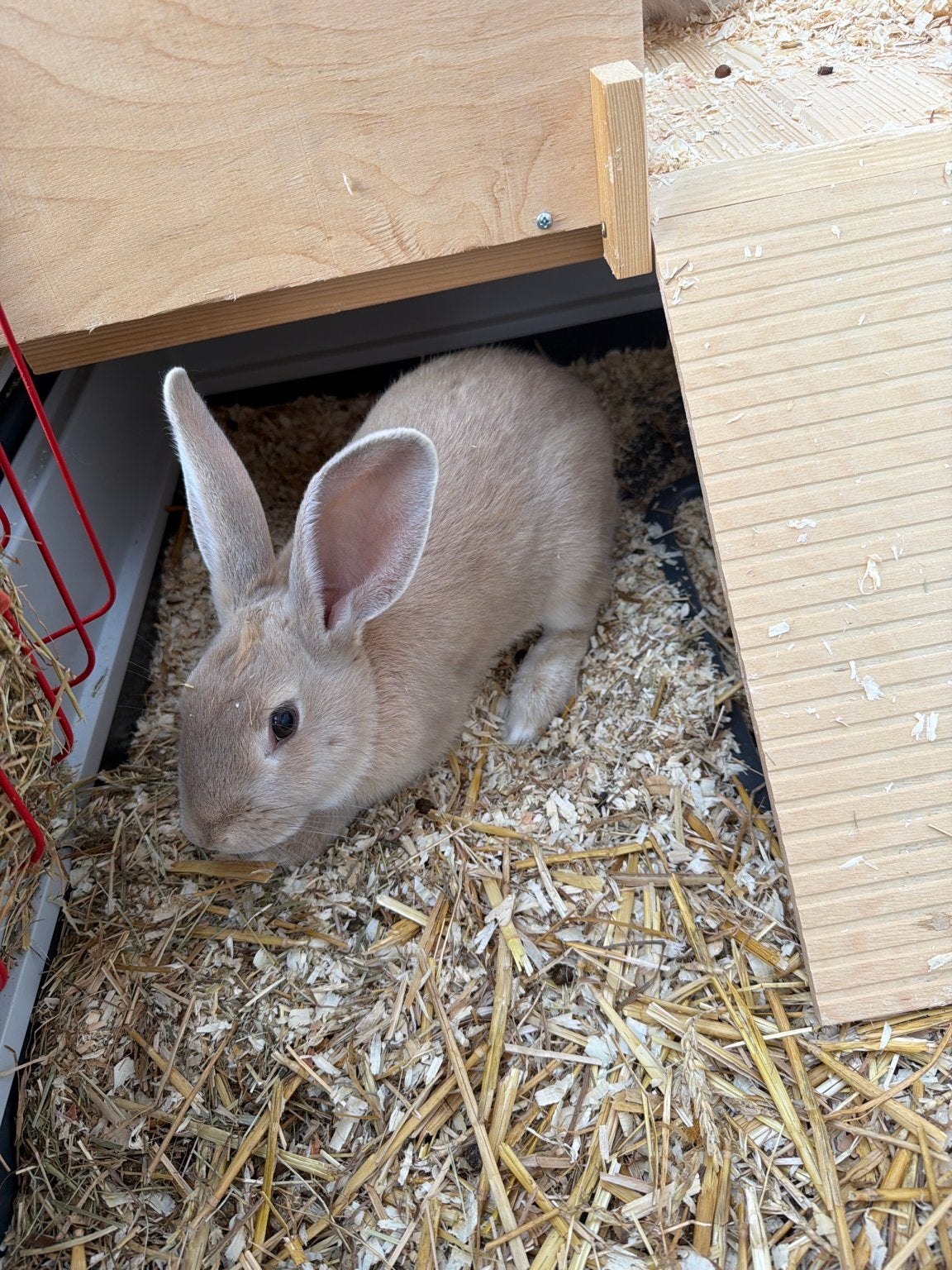 Dwergkonijn, Dieren en Toebehoren