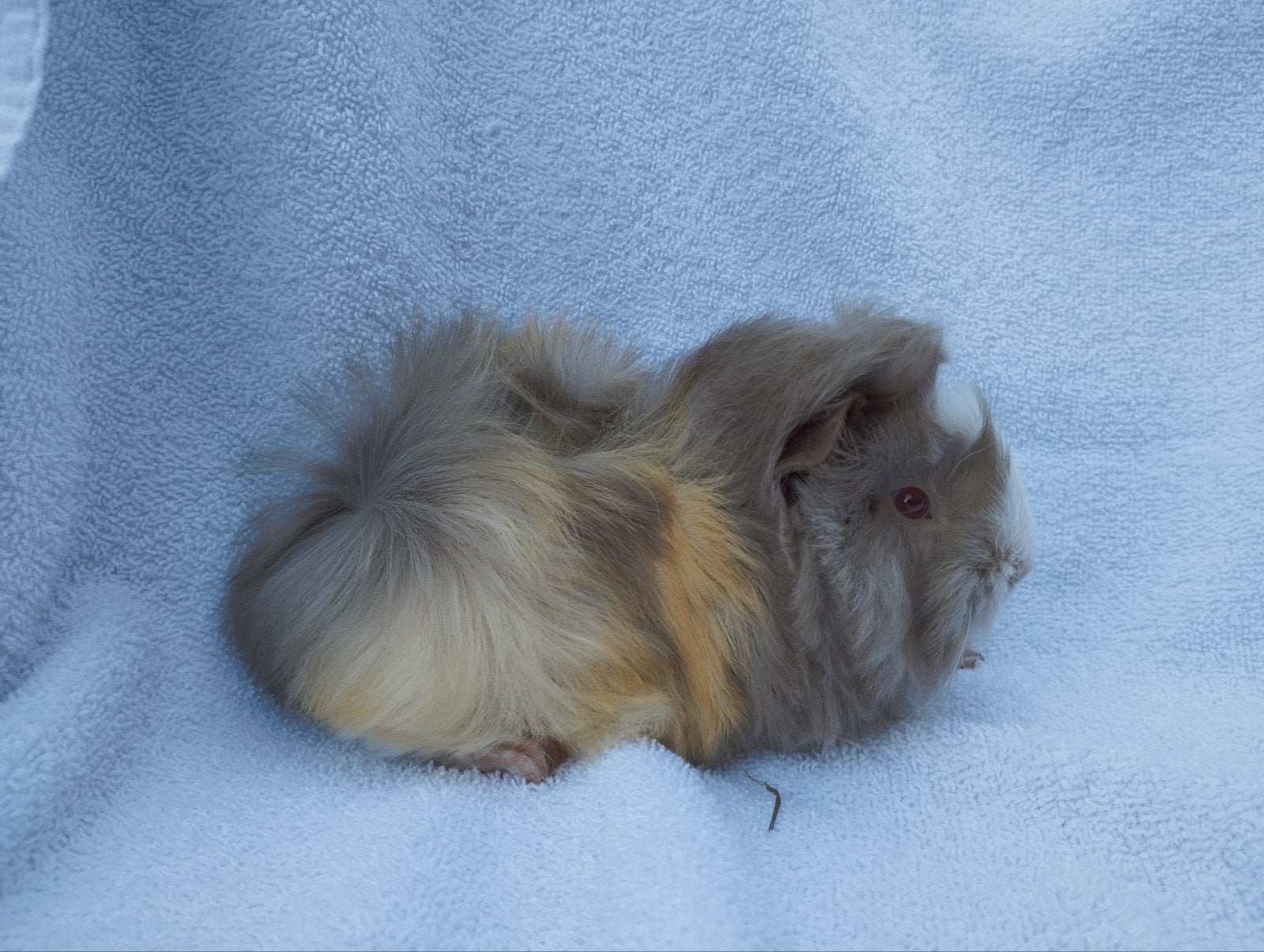 Peruviaanse cavia beertjes te koop, Dieren en Toebehoren, September, Mannelijk, Cavia