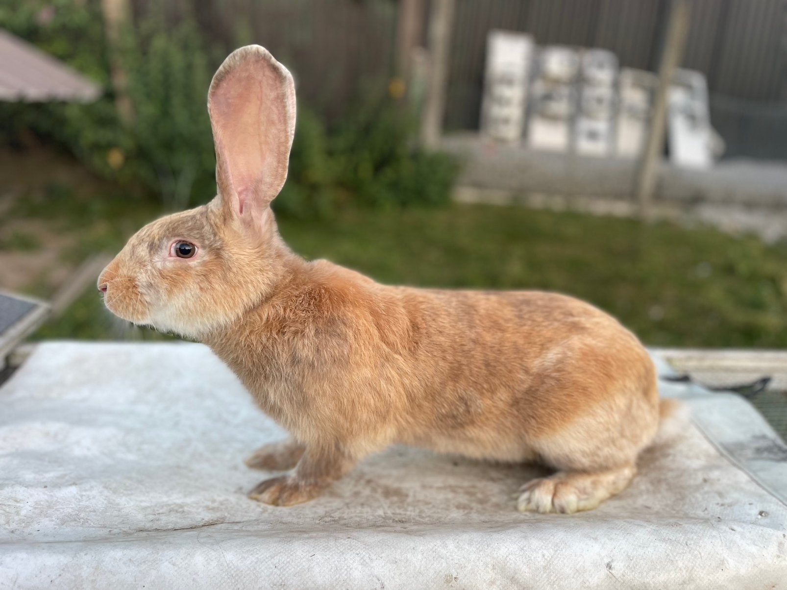 Reuzenvlinder/lotharinger, Dieren en Toebehoren
