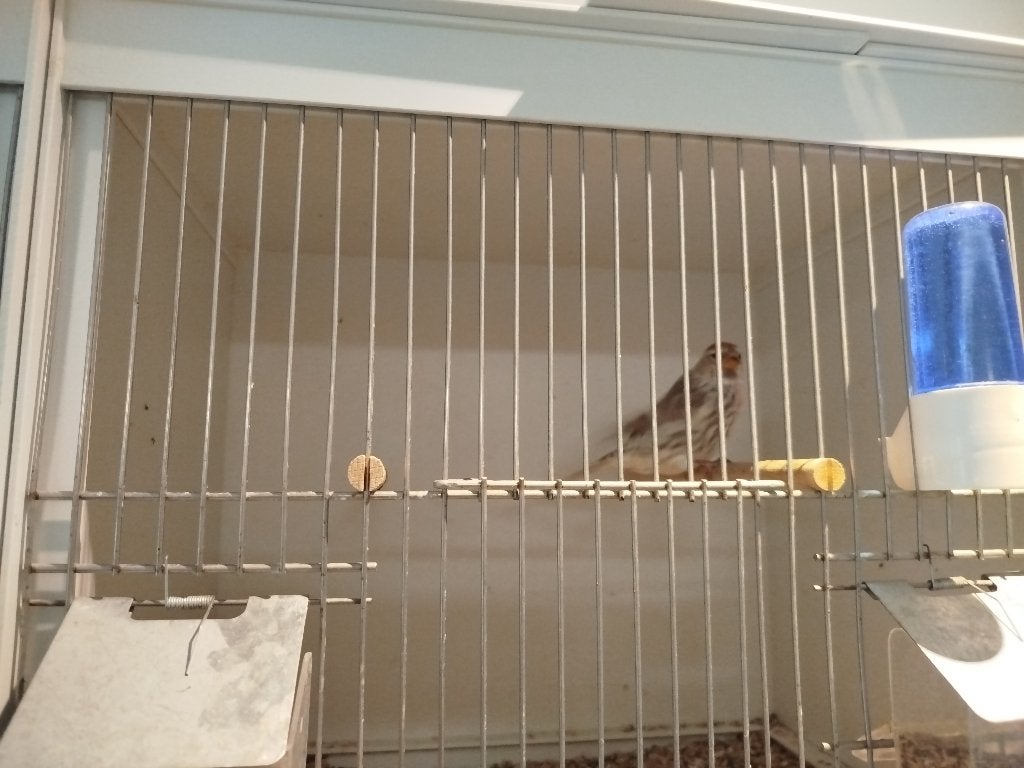Noordse agaat barmsijs man, Dieren en Toebehoren