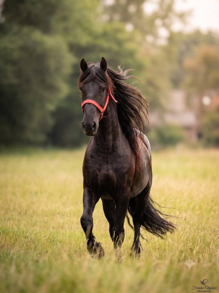 Prachtige Murgees, Dieren en Toebehoren, Paarden, Gechipt, Ruin, Zadelmak, 7 tot 10 jaar