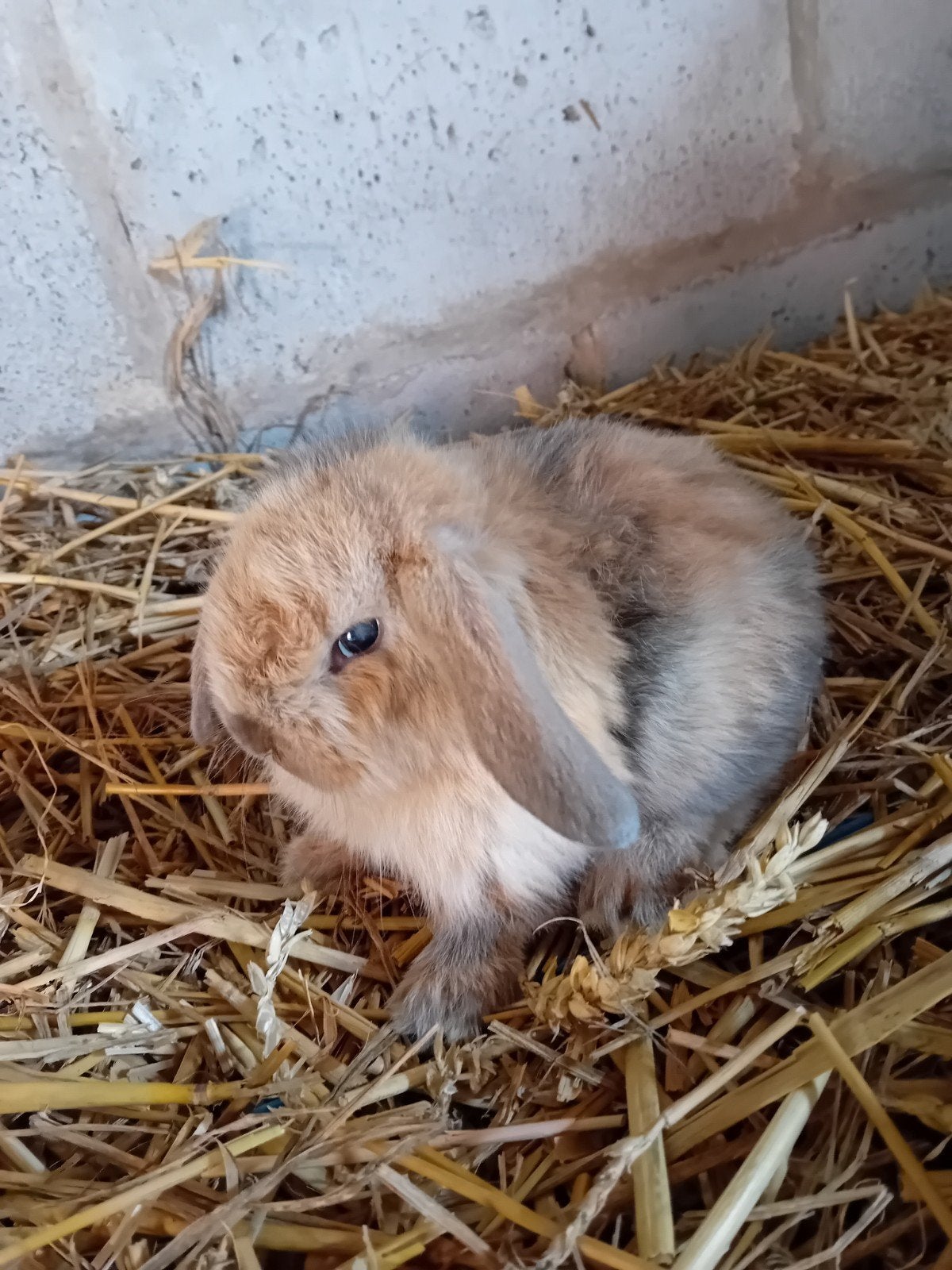 Prachtige hangoor dwergkonijntjes supertam, Dieren en Toebehoren, Konijnen, Hangoor