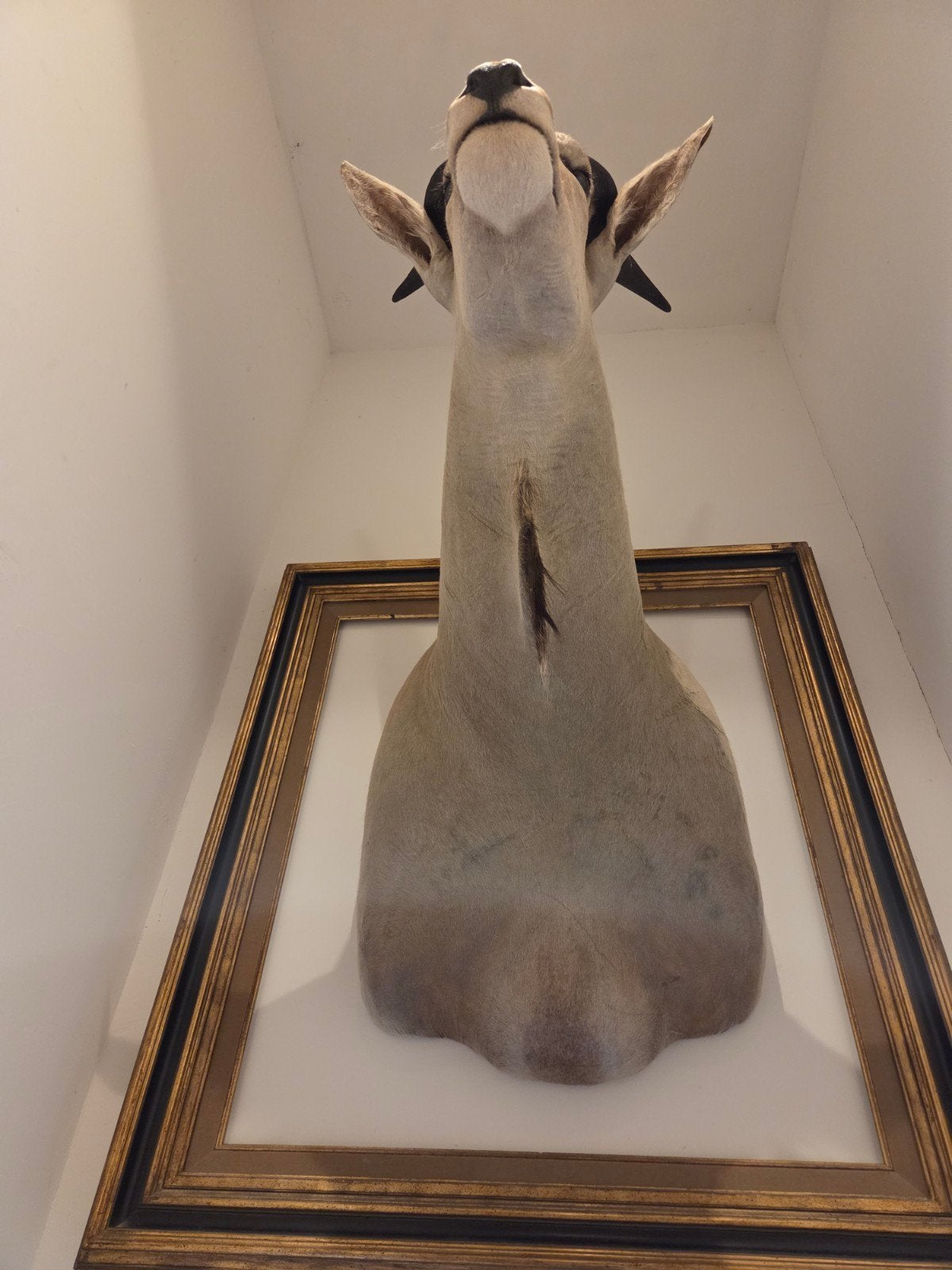 Taxidermie. Afrikaanse eland, Ophalen