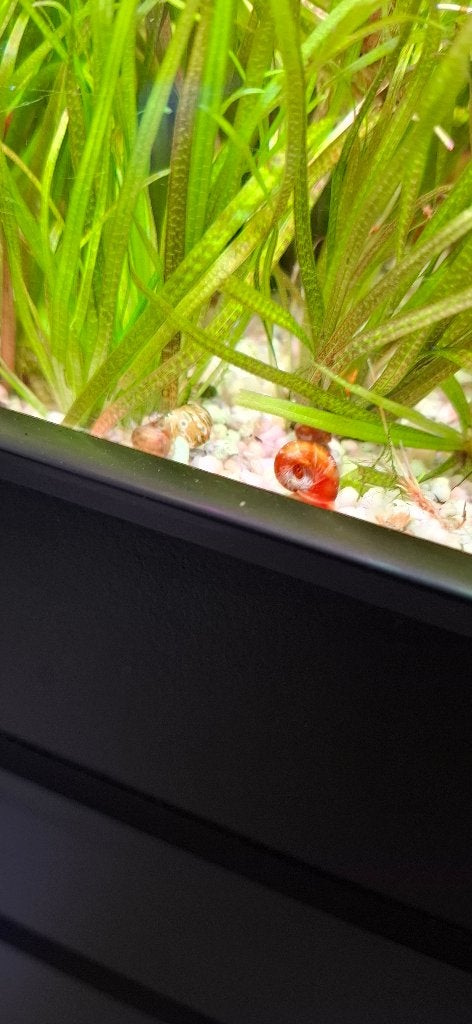 Gratis posthoornslakken, Dieren en Toebehoren, Vissen | Aquariumvissen, Slak of Weekdier, Zoetwatervis