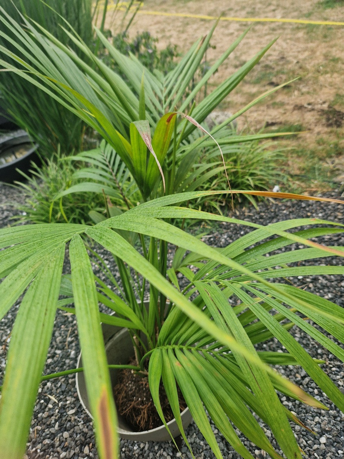 palmier kentia, Jardin & Terrasse