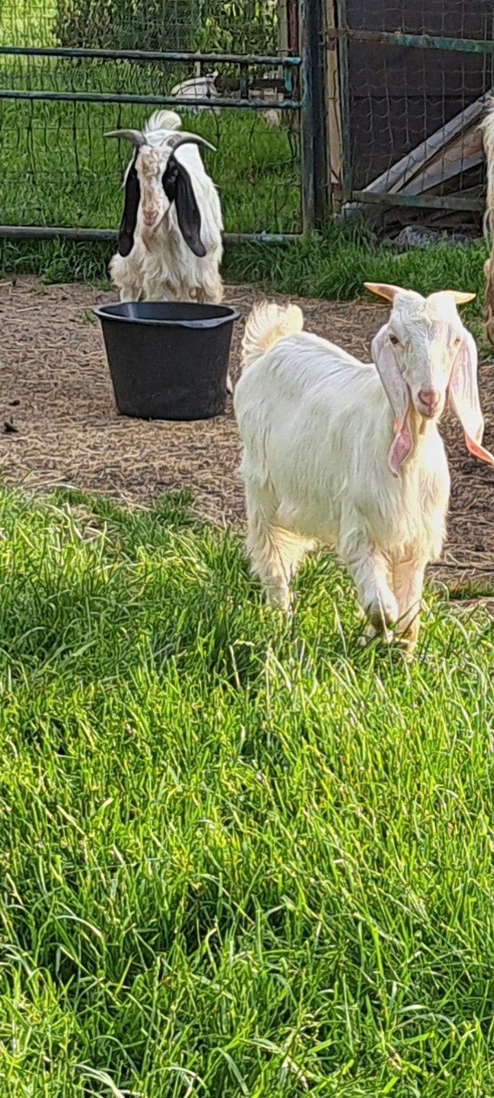 bouc jonica et pur maltais, Animaux & Accessoires