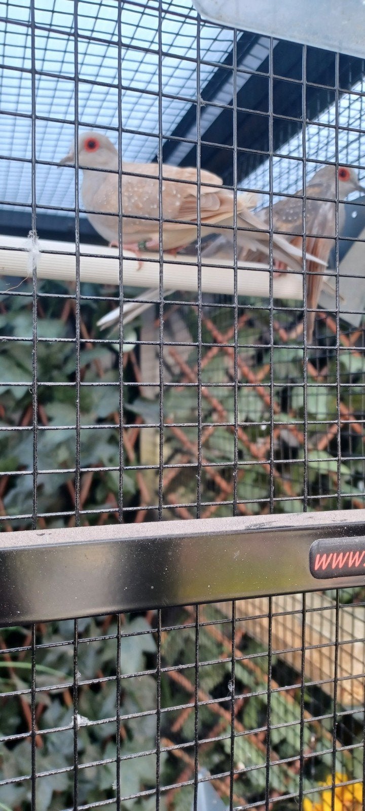 diamant duif, Dieren en Toebehoren