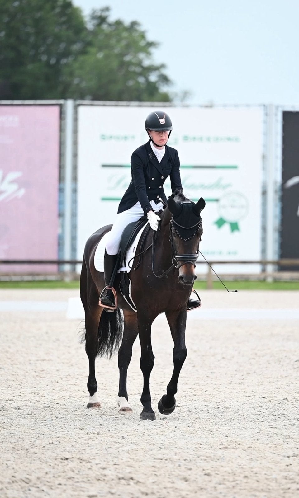Knappe 7 jarige merrie, Merrie, Met stamboom, M, Dressuurpaard