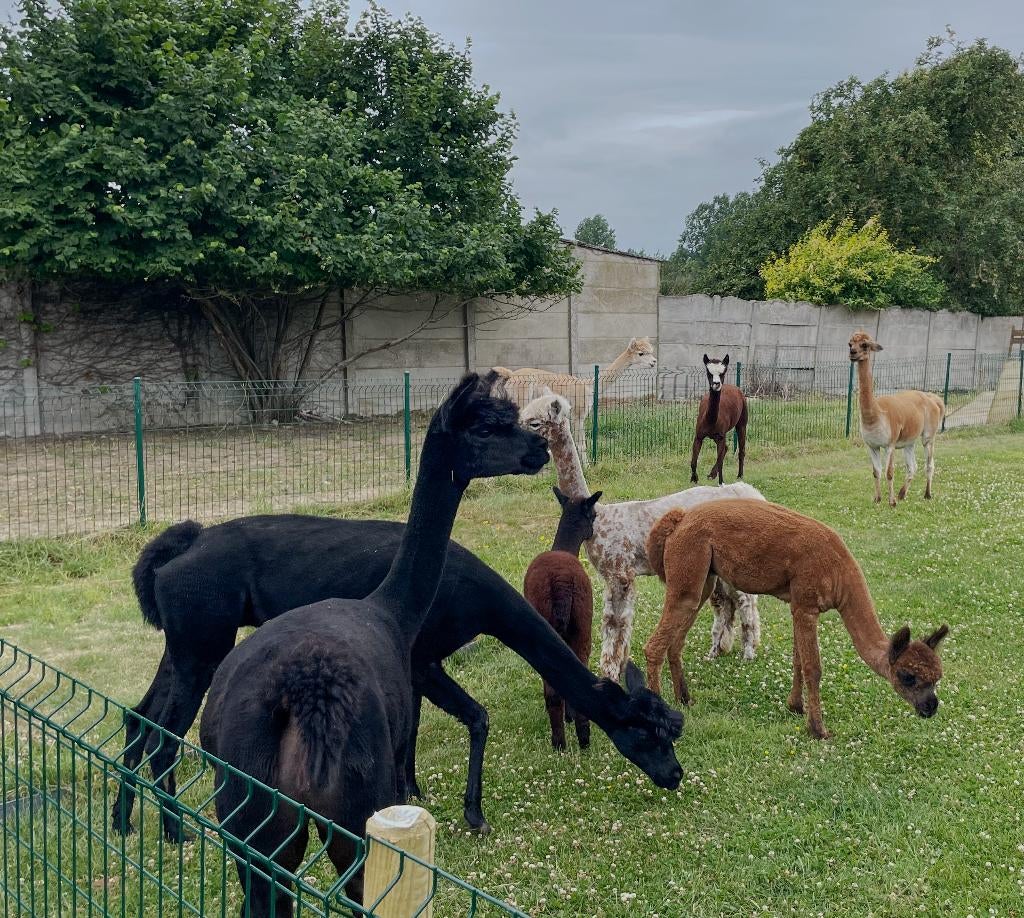Alpaca merries en hengsten met stamboom, Plusieurs animaux, Mouton, 0 à 2 ans