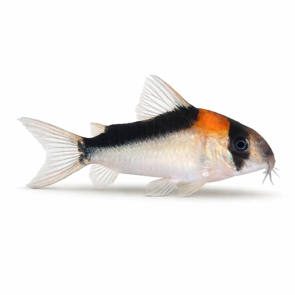Adolfoi corydoras, Dieren en Toebehoren, Vis, Zoetwatervis, Schoolvis