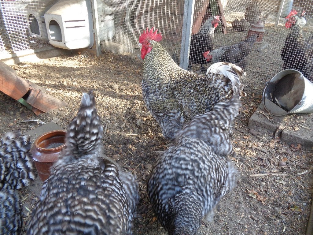 kippen : koppel Mechelse koekoek, Plusieurs animaux, Poule ou poulet