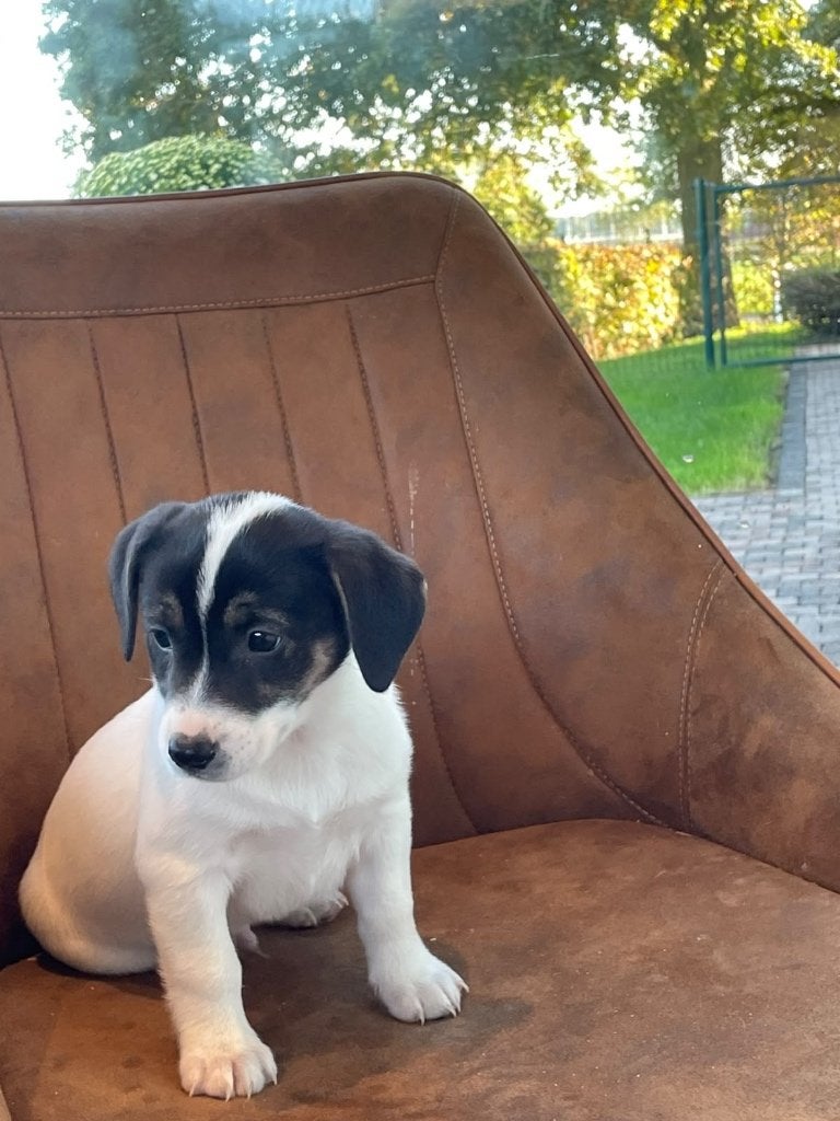 jack russell pups, Dieren en Toebehoren, België, Fokker | Hobbymatig, Jack Russell Terriër, 8 tot 15 weken