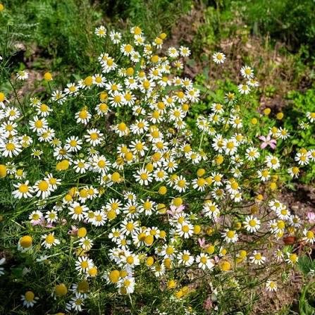 Camomille véritable (Matricaria chamomilla), Enlèvement, Été, Annuelle, Herbes