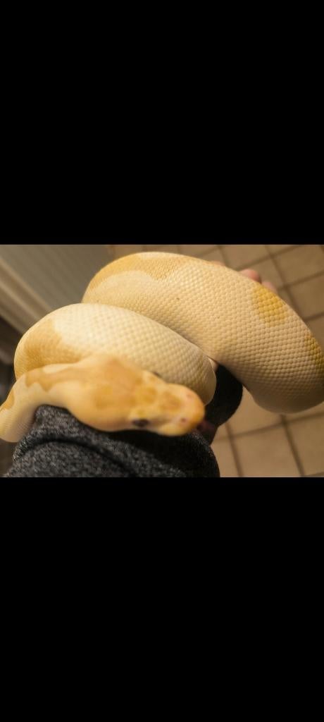 Koningspython, ball python, python regius, Dieren en Toebehoren, Slang, Tam, 3 tot 6 jaar