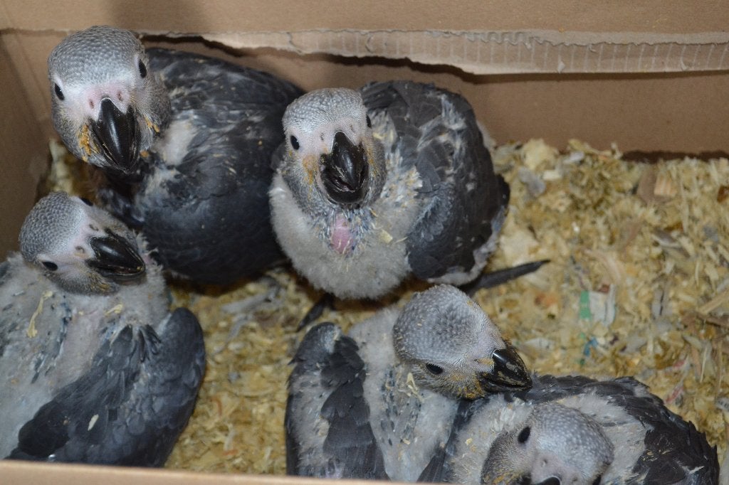 4 jonge tamme grijze roodstaart-papegaaien/Gris du Gabon., Dieren en Toebehoren, Vogels | Parkieten en Papegaaien, Mannelijk, Papegaai