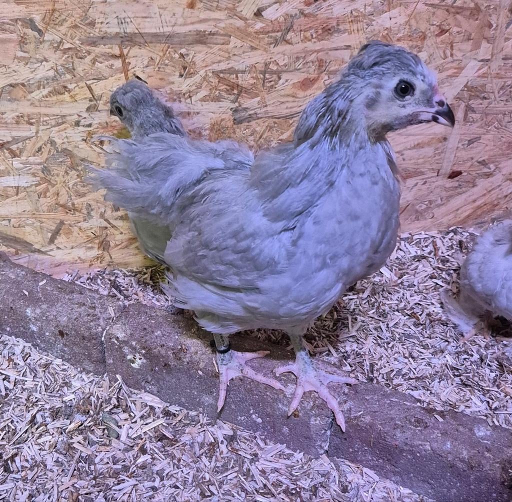Jonge Haantjes, Dieren en Toebehoren