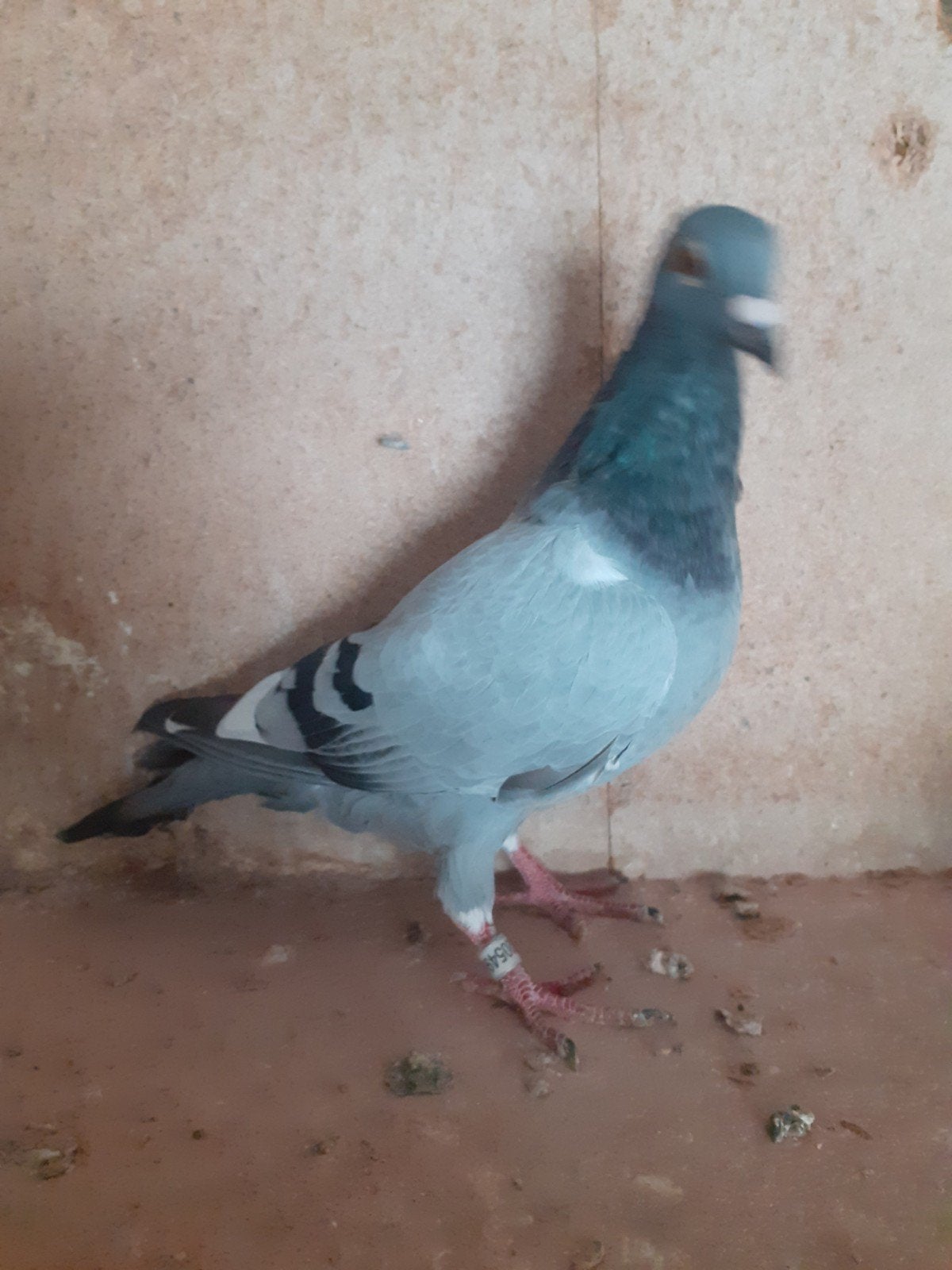 10 tal duiven te koop jonge van dees jaar, Dieren en Toebehoren