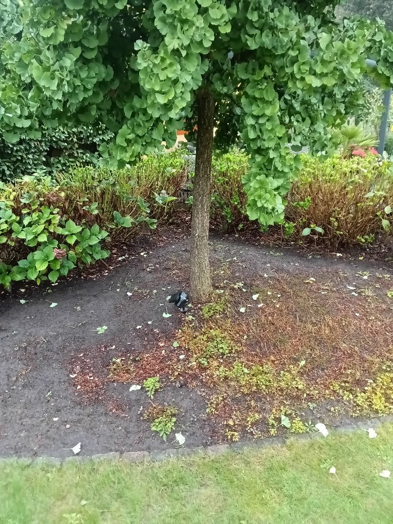 Hortesia's, Jardin & Terrasse, Enlèvement, Hortensia, Arbuste, Moins de 100 cm