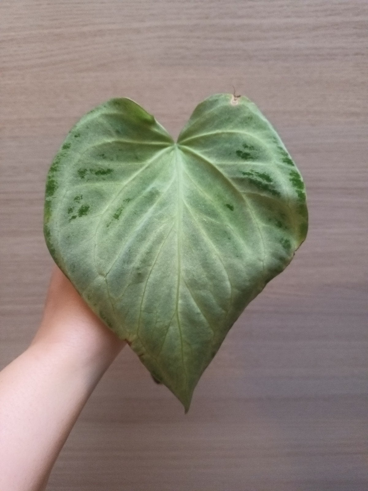 Anthurium silver hope, Huis en Inrichting, Ophalen of Verzenden
