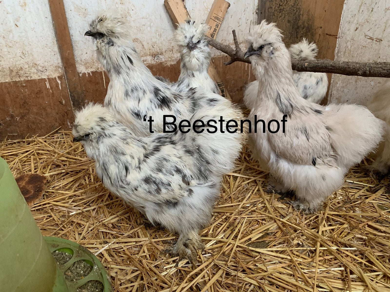 Raszuivere kuikens, Dieren en Toebehoren, Pluimvee