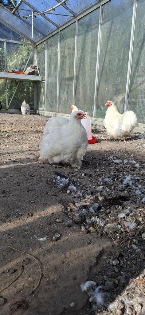 kippen te koop, Plusieurs animaux, Poule ou poulet