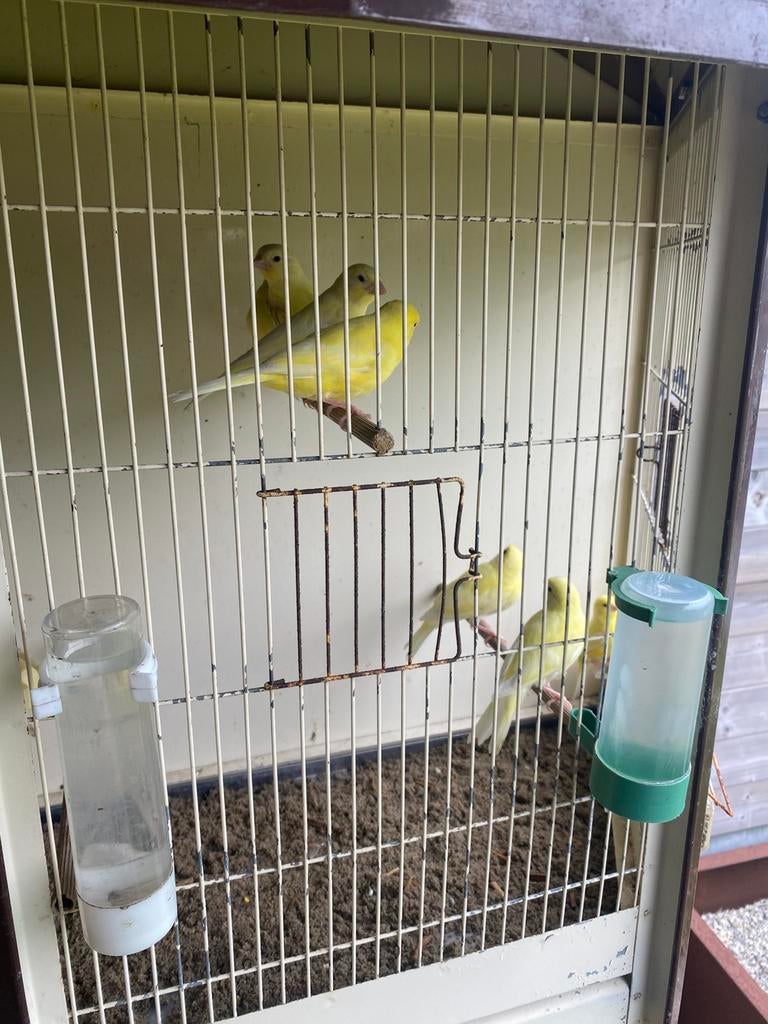 7 kanaries te koop, Geslacht onbekend