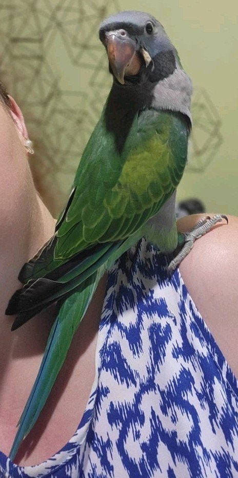 perroquet derbyan  apprivoisé, Animaux & Accessoires, Oiseaux | Perruches & Perroquets, Perroquet