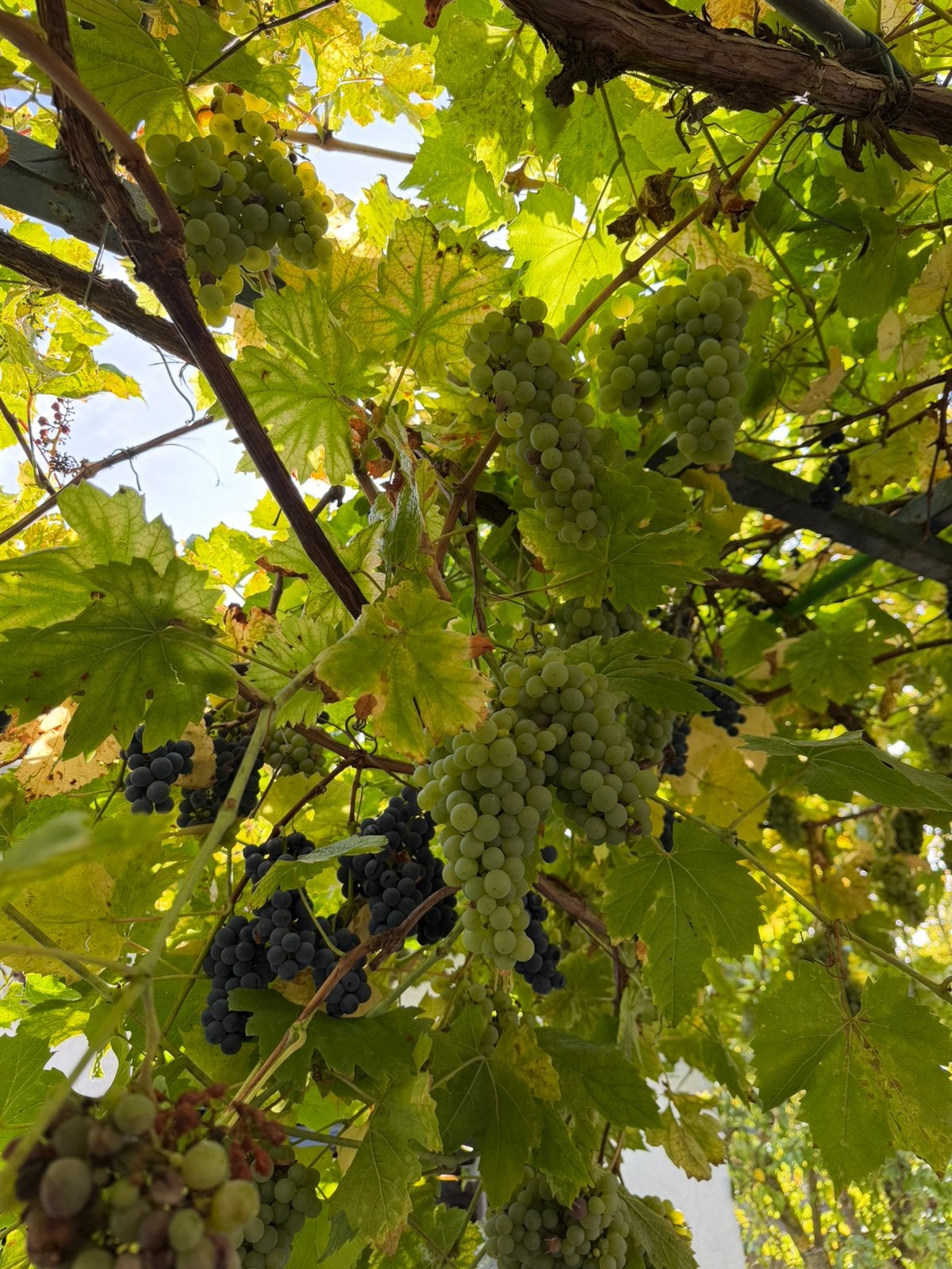 Verse groene en blauwe druiven uit eigen tuin, Ophalen