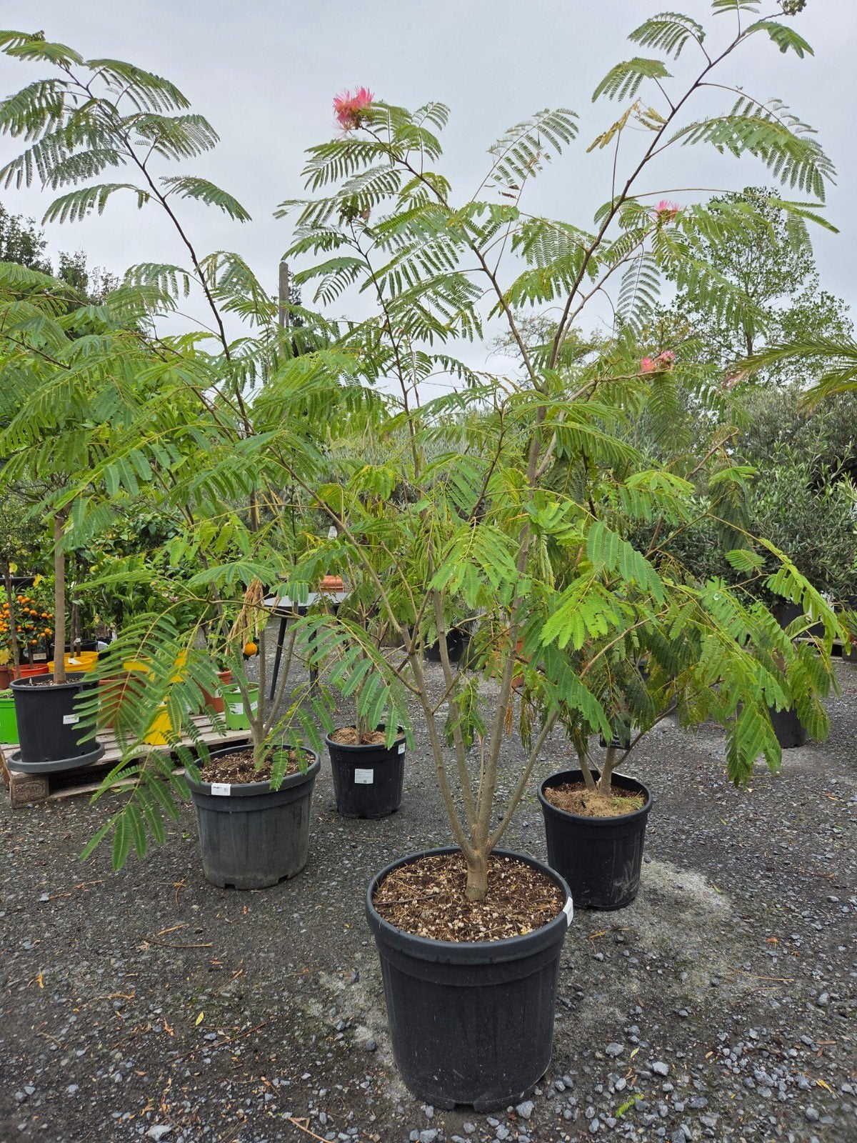 Albizia Julibrissin Ombrella meerstam - Perzische slaapboom, Tuin en Terras, Ophalen