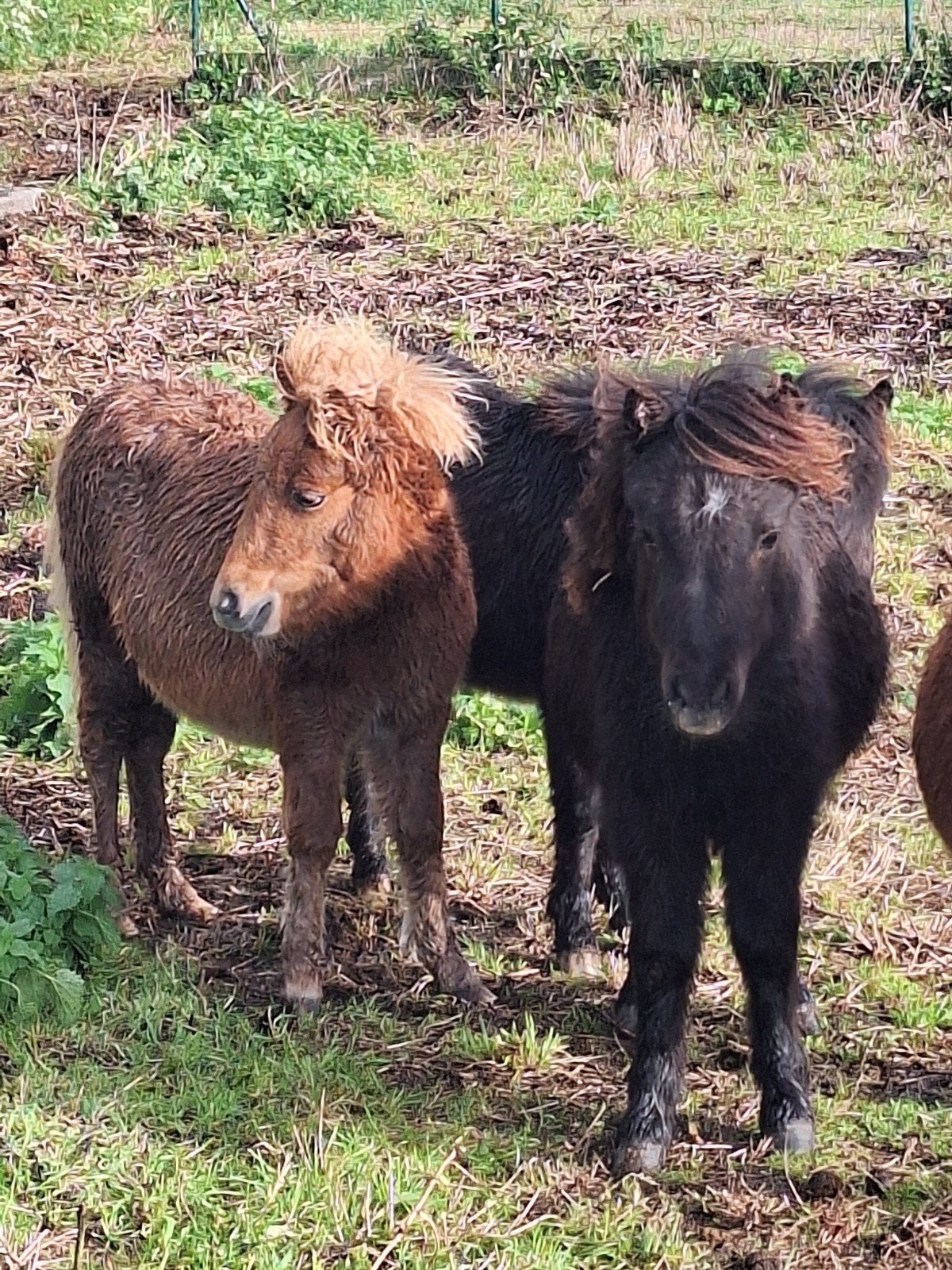 jument/pouliche 7mois, Animaux & Accessoires, Mars